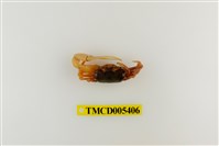 藏品(乳白南方招潮蟹)的圖片